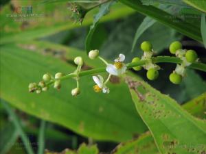 野慈姑的花