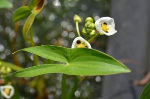 野慈姑