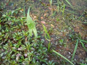 野慈姑的植株