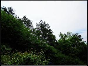 野山蚂蟥图册