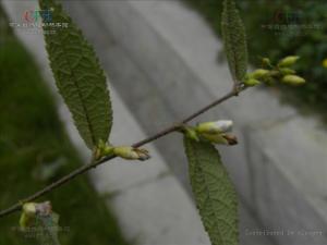 野山芝麻（长序山芝麻）