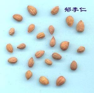 郁李仁