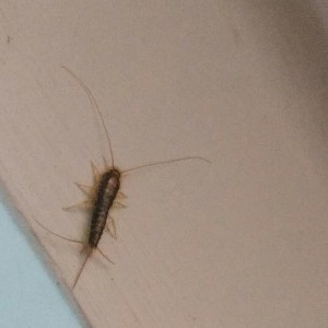 衣鱼