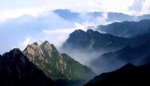 药王茶采摘
