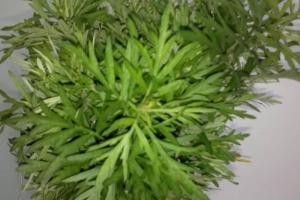 茵陈蒿