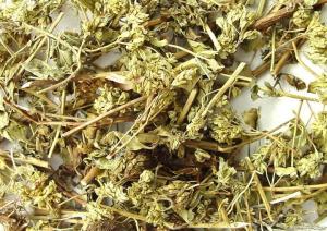 茵陈蒿