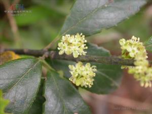 茵芋图册