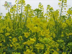 芸薹子图册