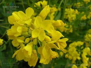 芸薹子图册