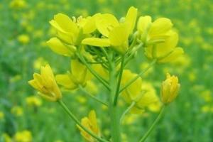 芸苔