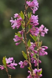 芜花