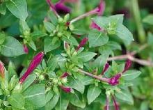 紫茉莉