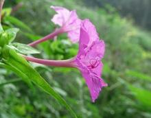紫茉莉