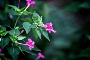 紫茉莉