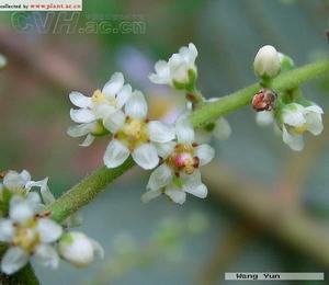 盐肤木花