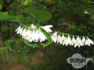 玉铃花