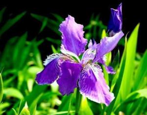菖蒲花