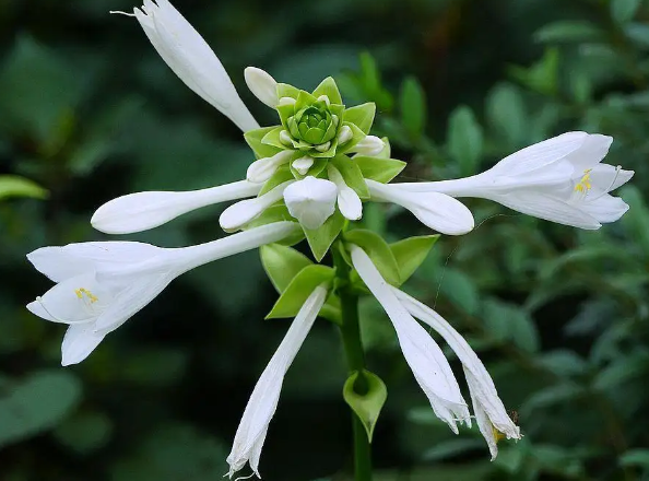 玉簪花