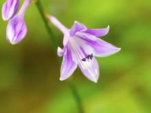 玉簪花