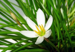 葱莲
