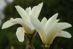 白玉兰