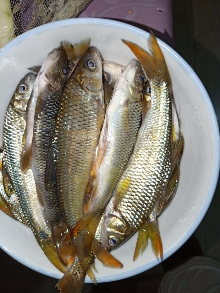油鱼