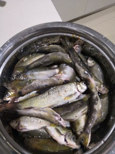 油鱼