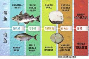 油鱼
