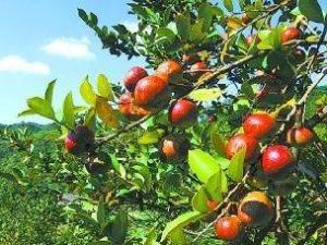 油茶