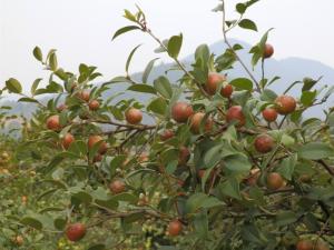 油茶