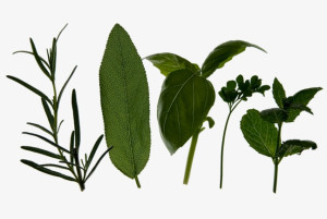 草药