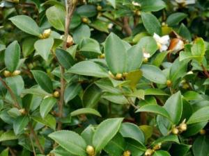 油茶