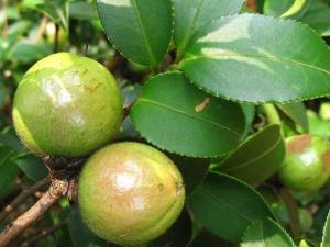 油茶