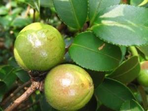 油茶