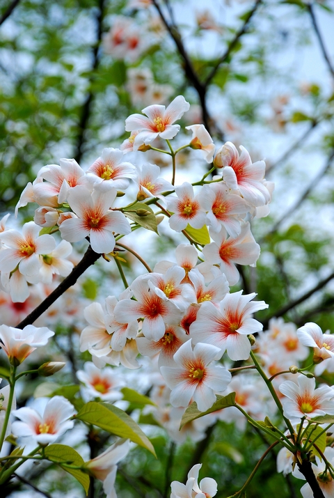 油桐