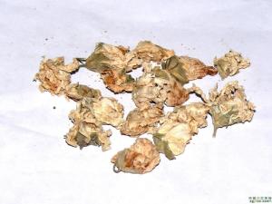 杨梅根图册
