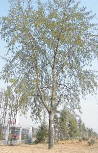 杨枸花