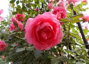 月季花根图册