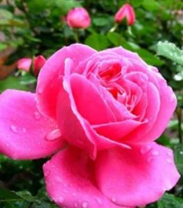 月季花叶