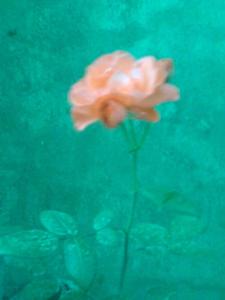 月季花叶图册