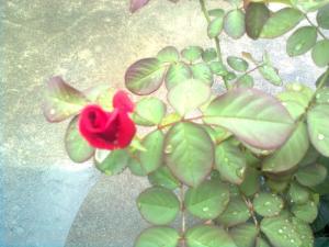 月季花叶图册