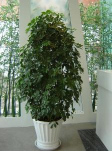 摇钱树