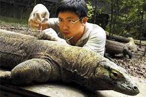 动物针灸