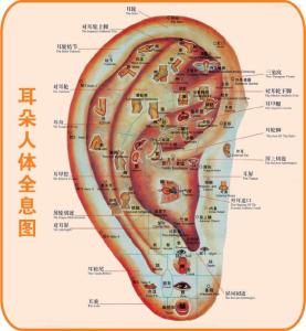 耳针全息反应穴位