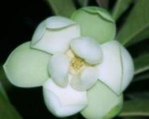 夜合花