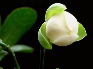 夜合花