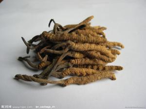 古尼虫草图册