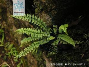 云南铁角蕨图册