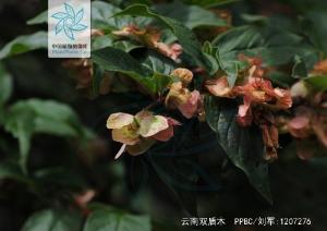 云南双盾木图册