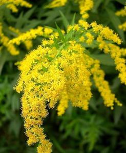 一枝黄花